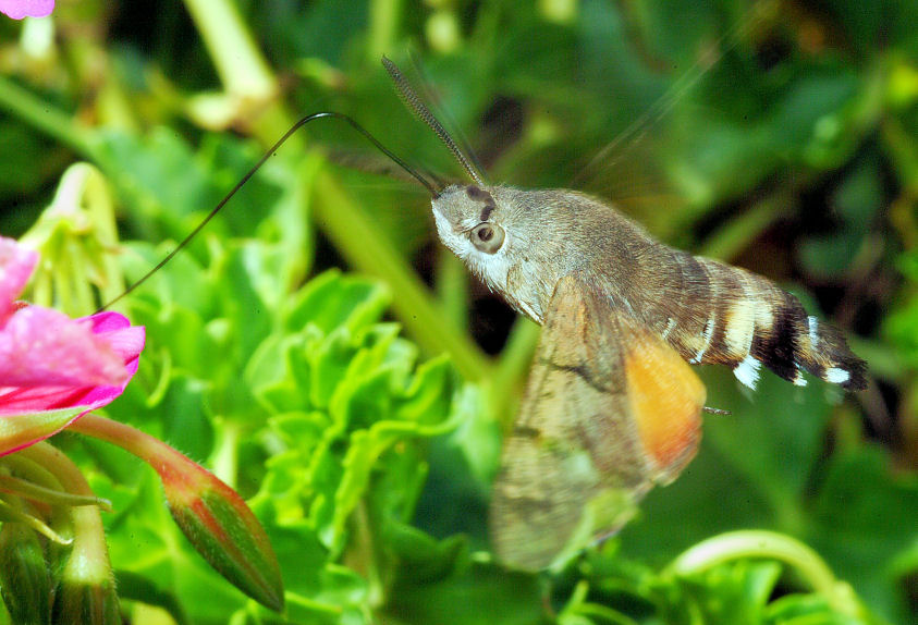 Macroglossum stellatarum